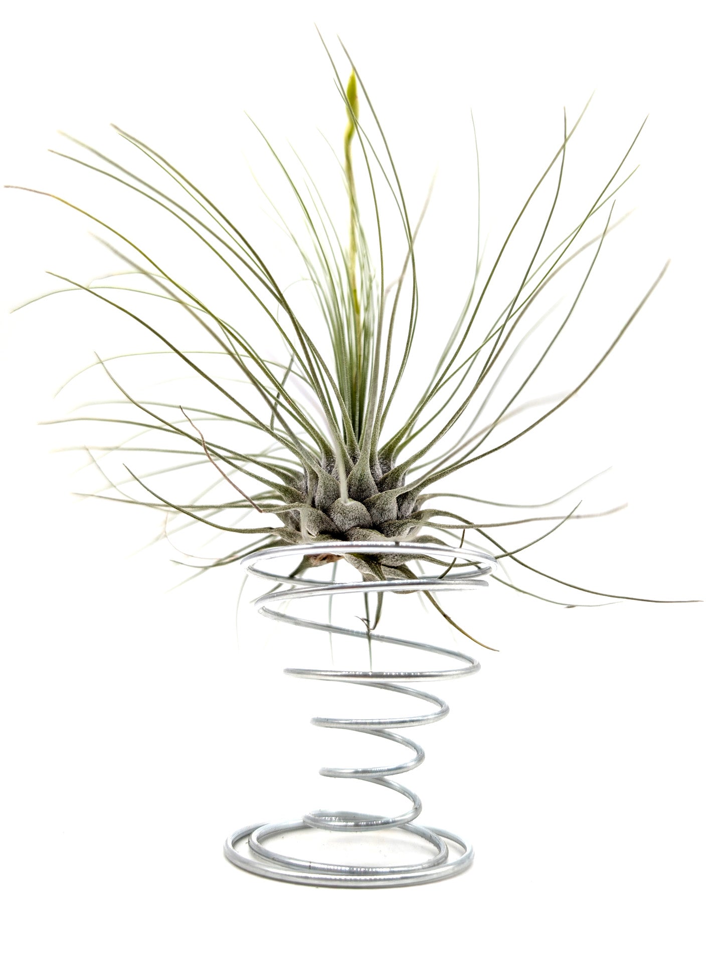 Tillandsia argentea