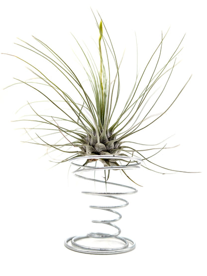 Tillandsia argentea
