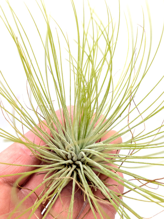 Tillandsia andreana