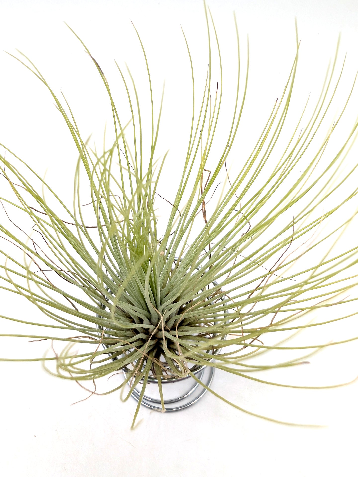 Tillandsia andreana