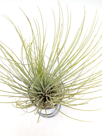Tillandsia andreana