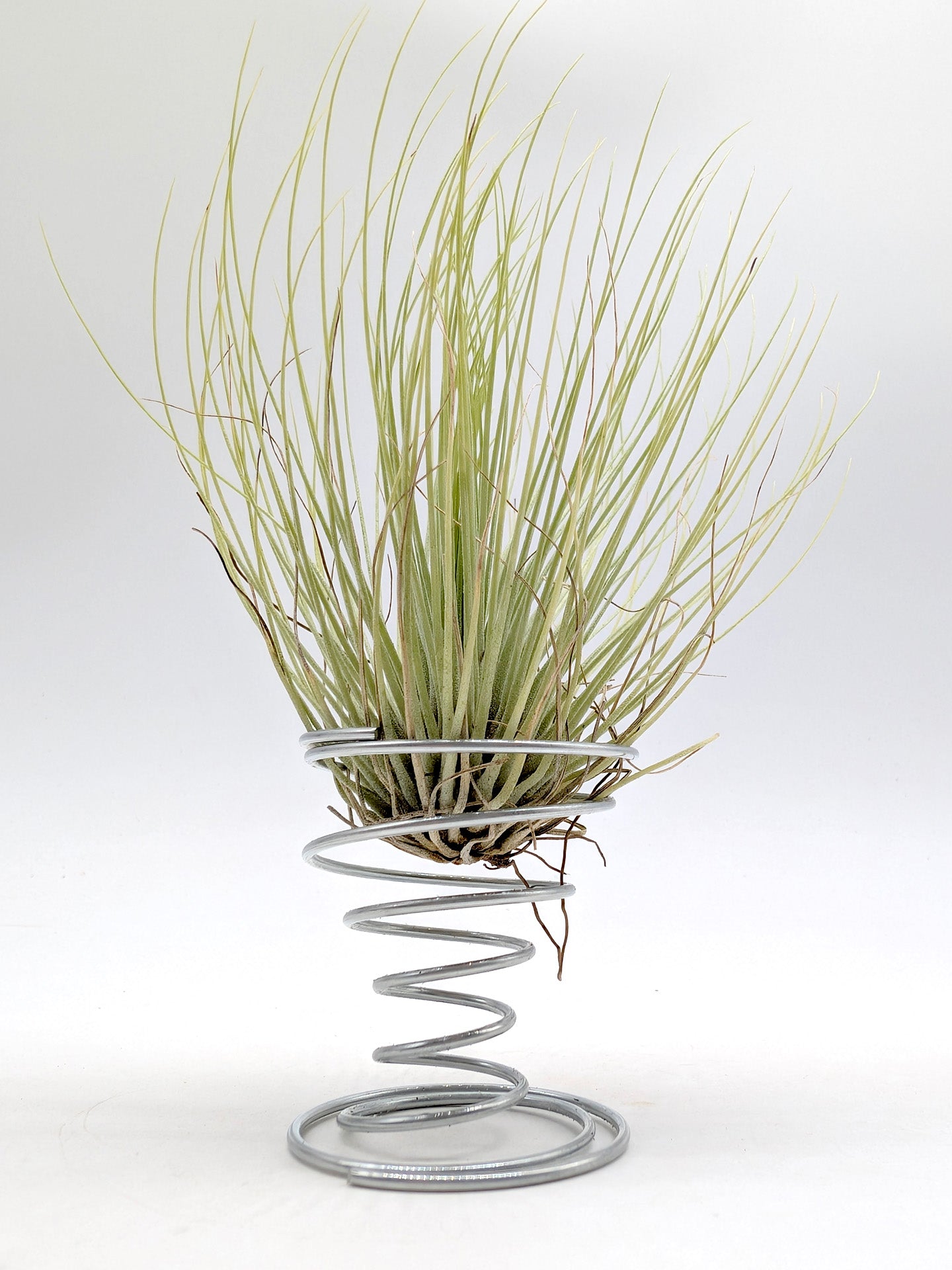 Tillandsia andreana