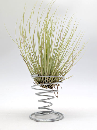 Tillandsia andreana
