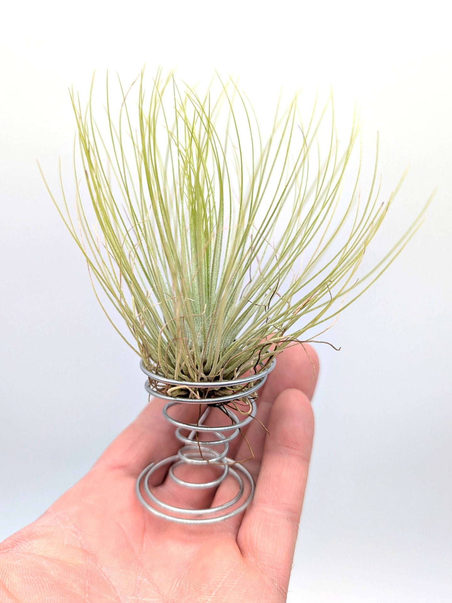 Tillandsia andreana