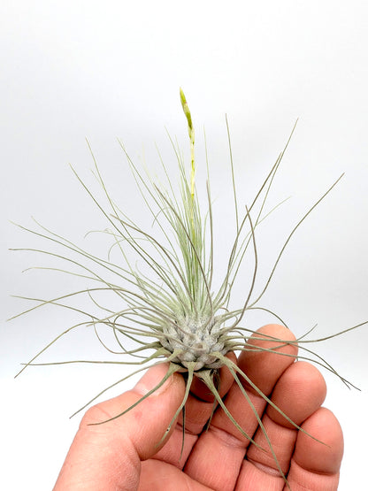 Tillandsia argentea
