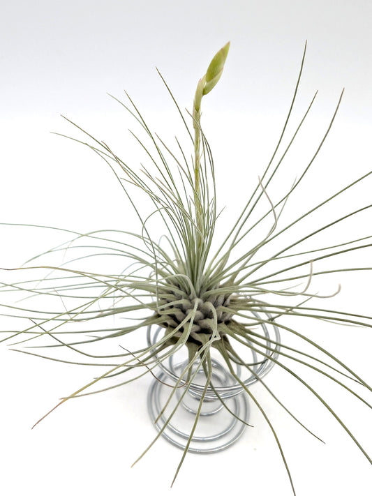 Tillandsia argentea