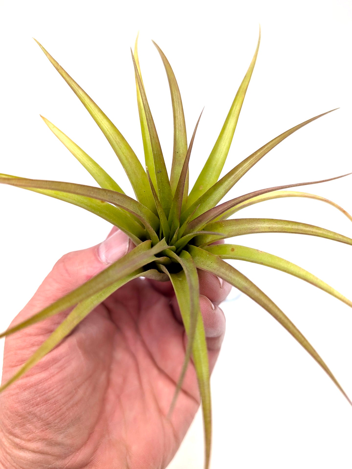 Tillandsia brachycaulos var. brachycaulos