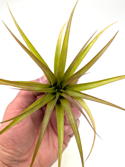 Tillandsia brachycaulos var. brachycaulos