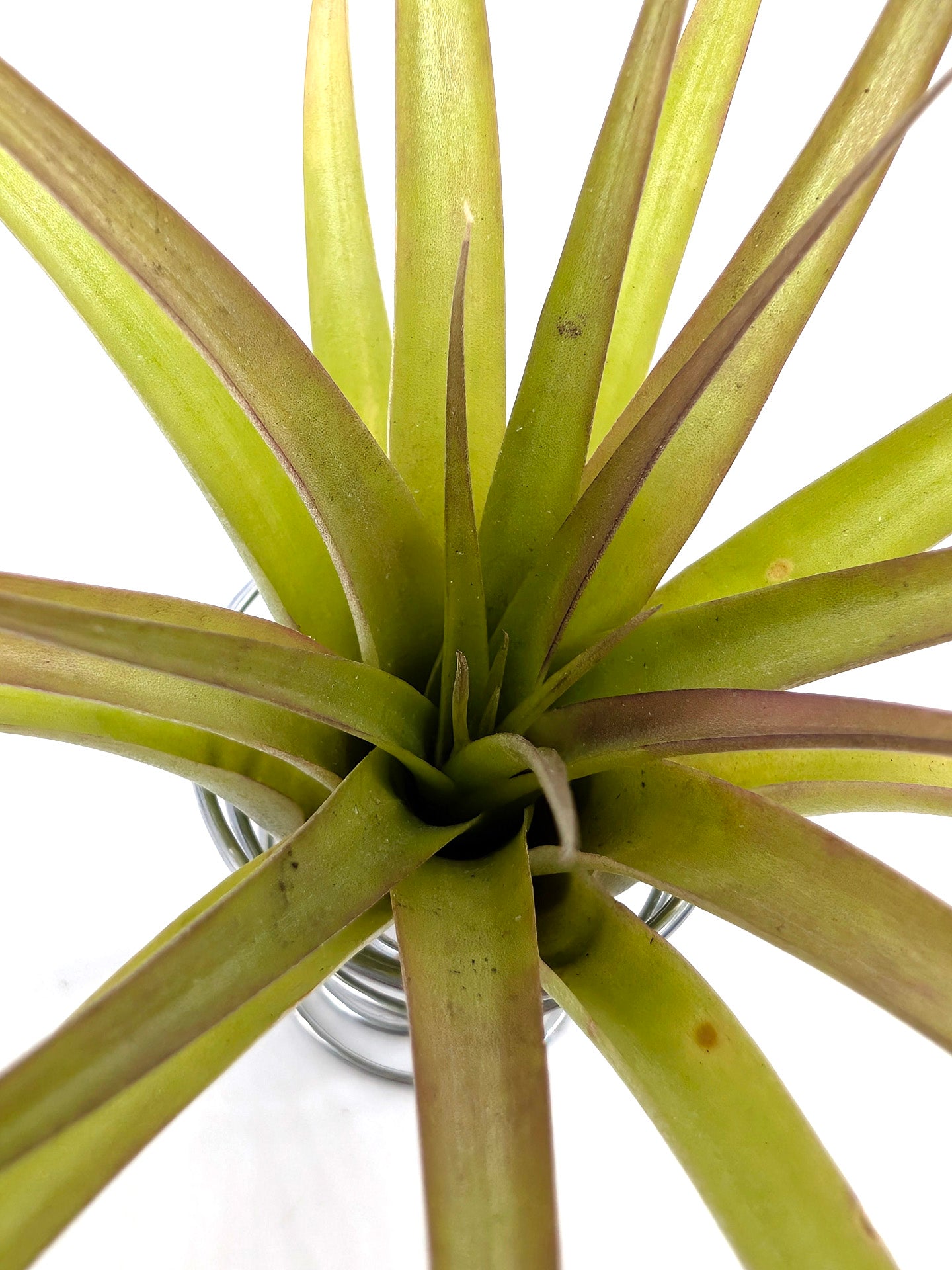 Tillandsia brachycaulos var. brachycaulos