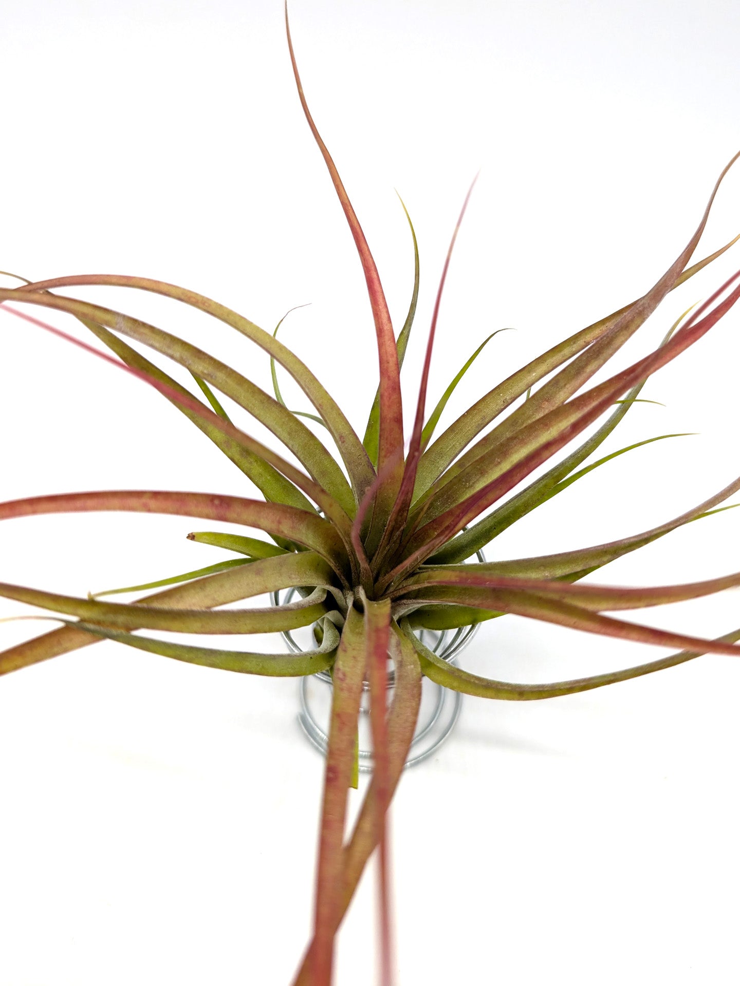 Tillandsia brachycaulos var. brachycaulos