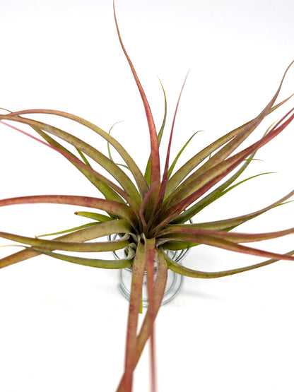 Tillandsia brachycaulos var. brachycaulos