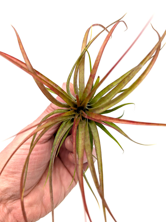 Tillandsia brachycaulos var. brachycaulos