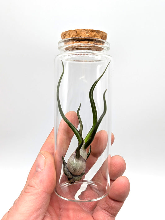 Tillandsia bulbosa Glass Tube
