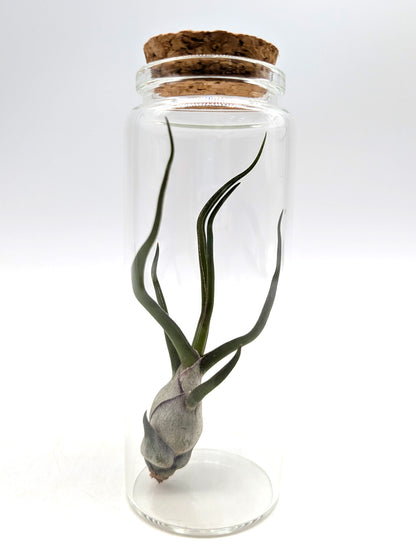 Tillandsia bulbosa Glass Tube
