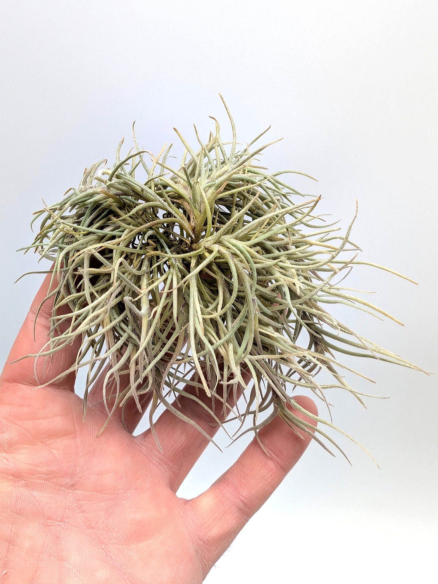 Tillandsia capillaris