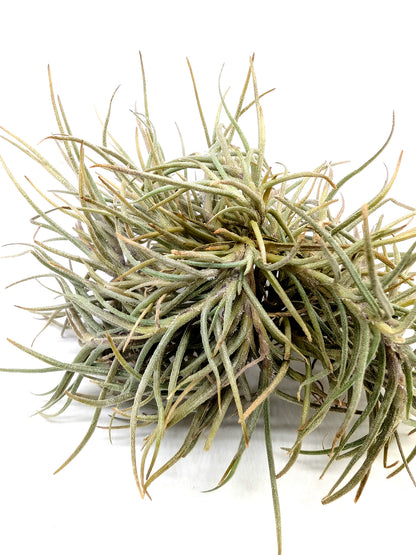Tillandsia capillaris