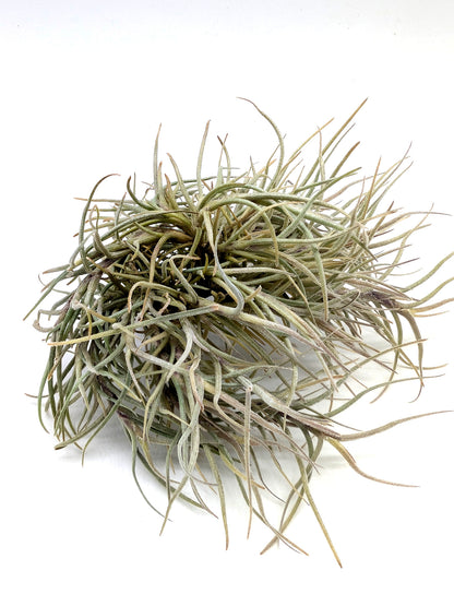 Tillandsia capillaris