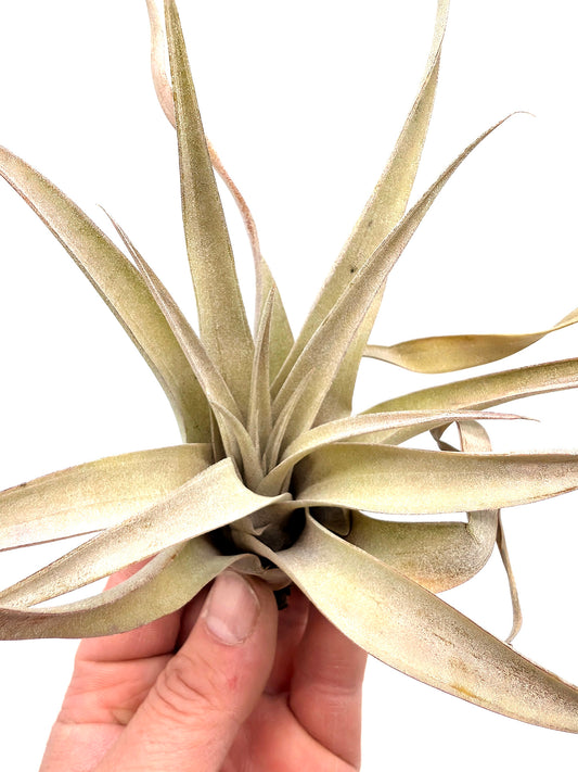 Tillandsia capitata "Peach Red"