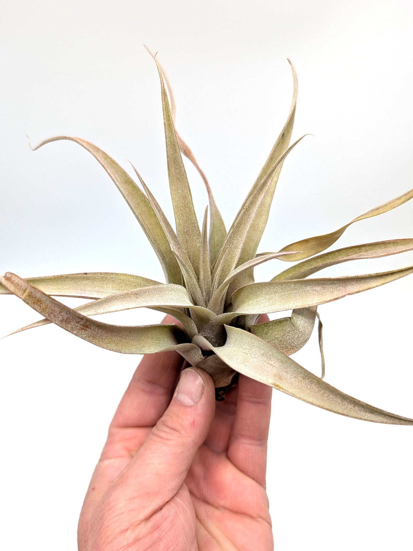 Tillandsia capitata "Peach Red"