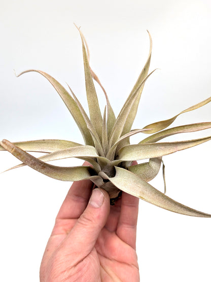 Tillandsia capitata "Peach Red"