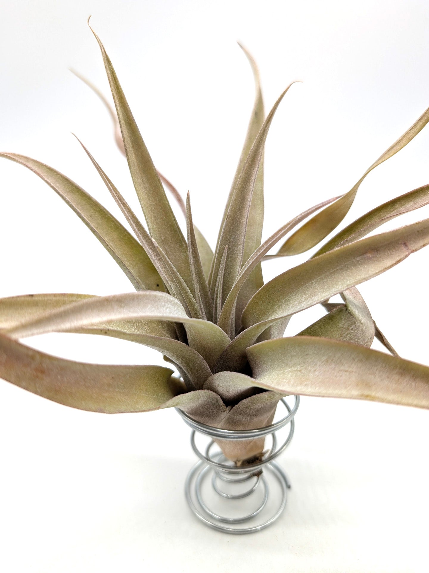 Tillandsia capitata "Peach Red"