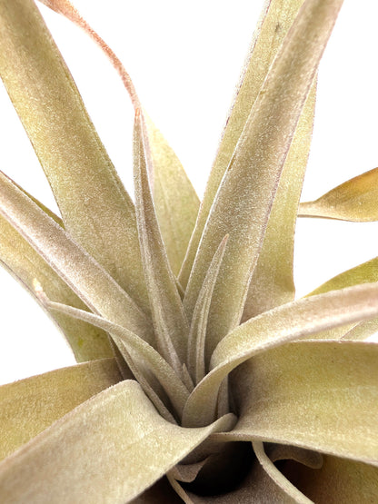 Tillandsia capitata "Peach Red"