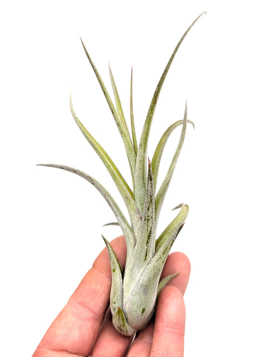 Tillandsia caput-medusae x flabellata