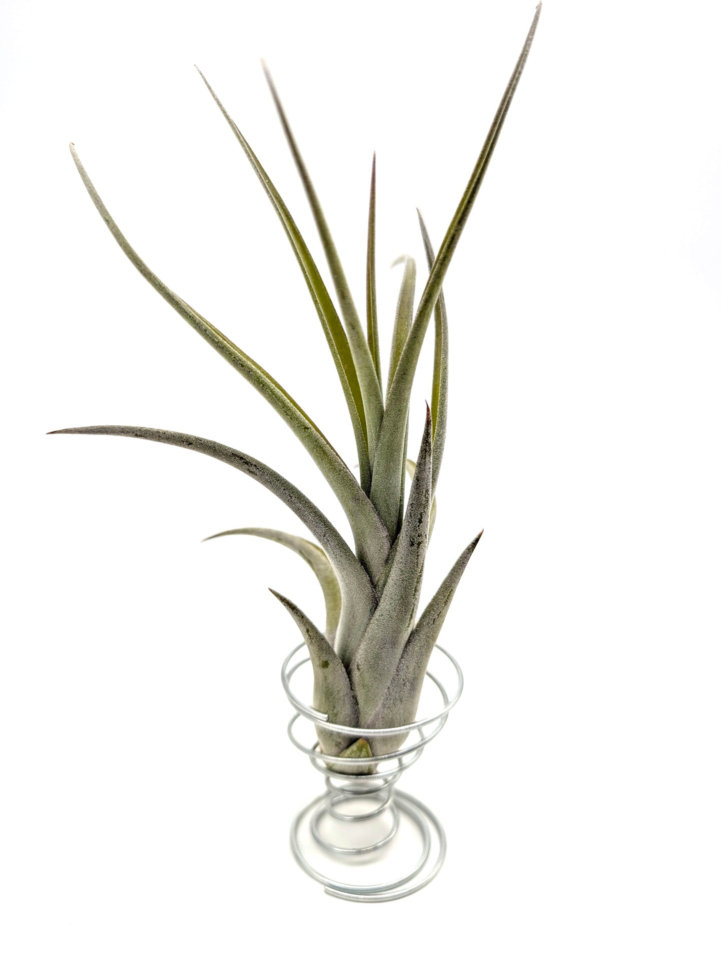 Tillandsia caput-medusae x flabellata