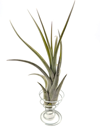 Tillandsia caput-medusae x flabellata