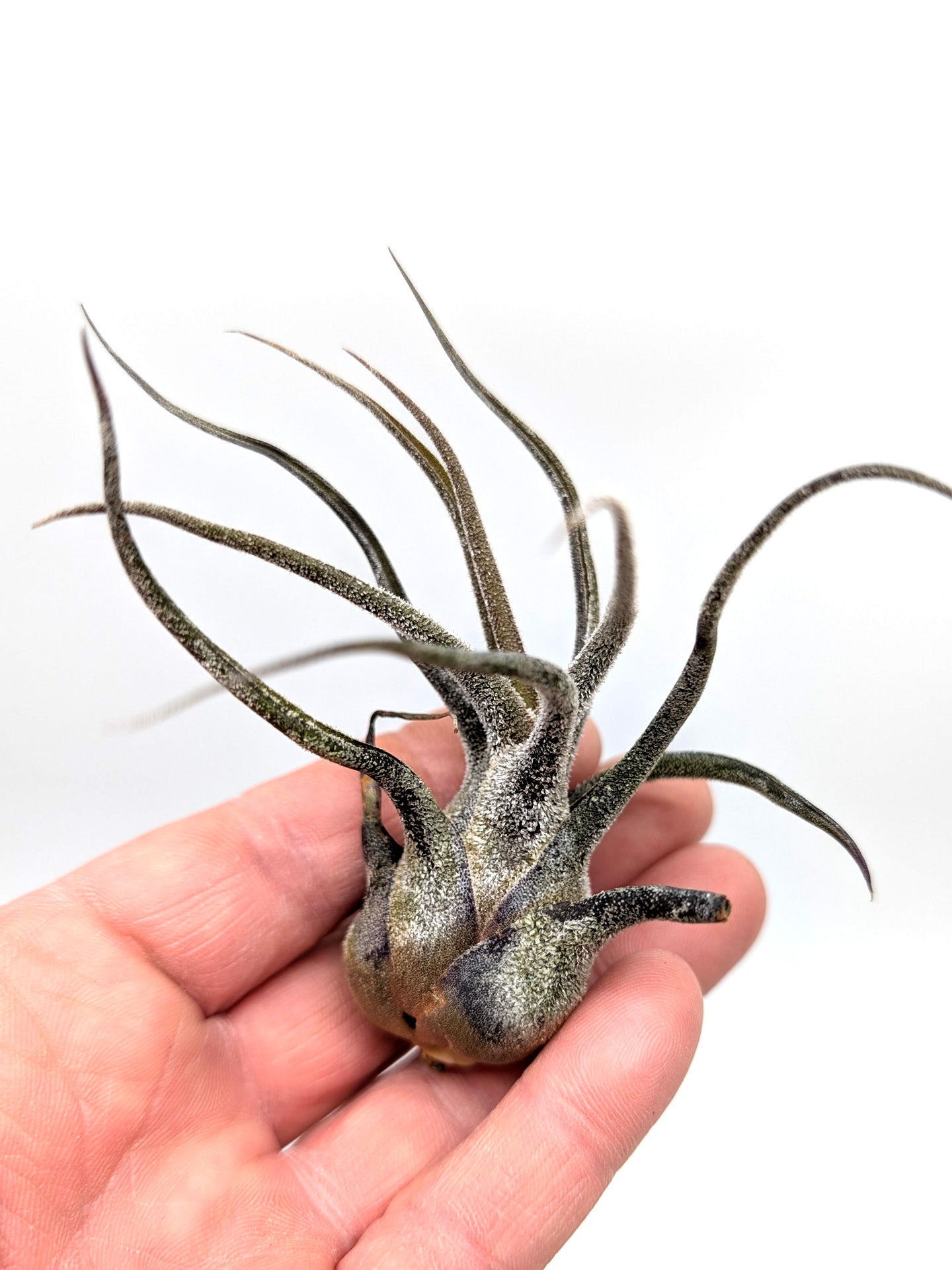 Tillandsia ehlersiana