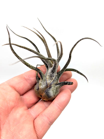 Tillandsia ehlersiana