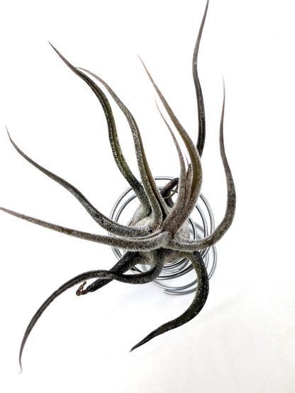 Tillandsia ehlersiana