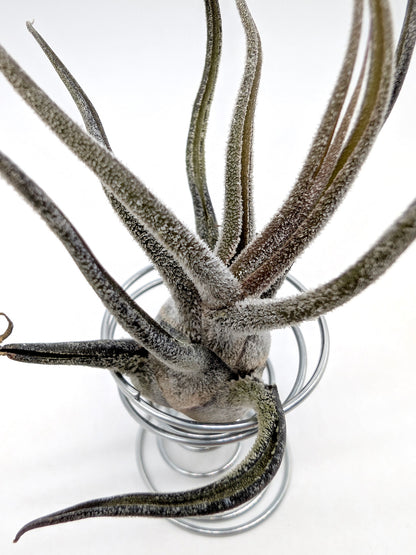 Tillandsia ehlersiana