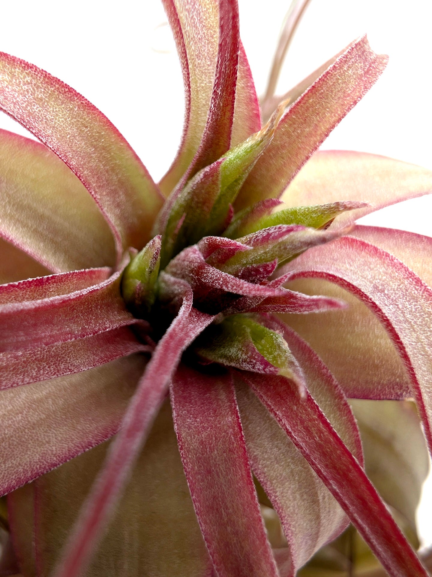 Tillandsia Eric Knobloch Large Size