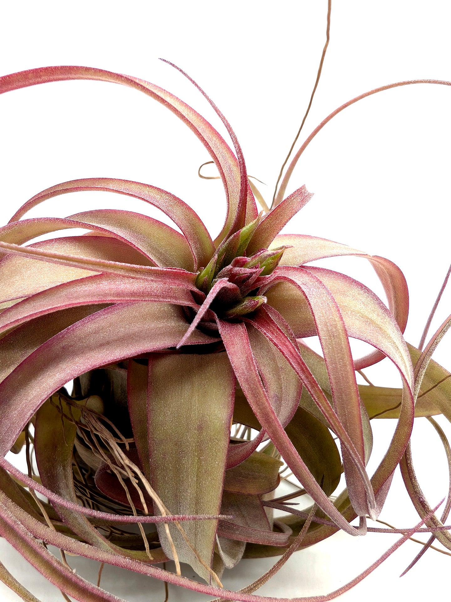 Tillandsia Eric Knobloch Large Size