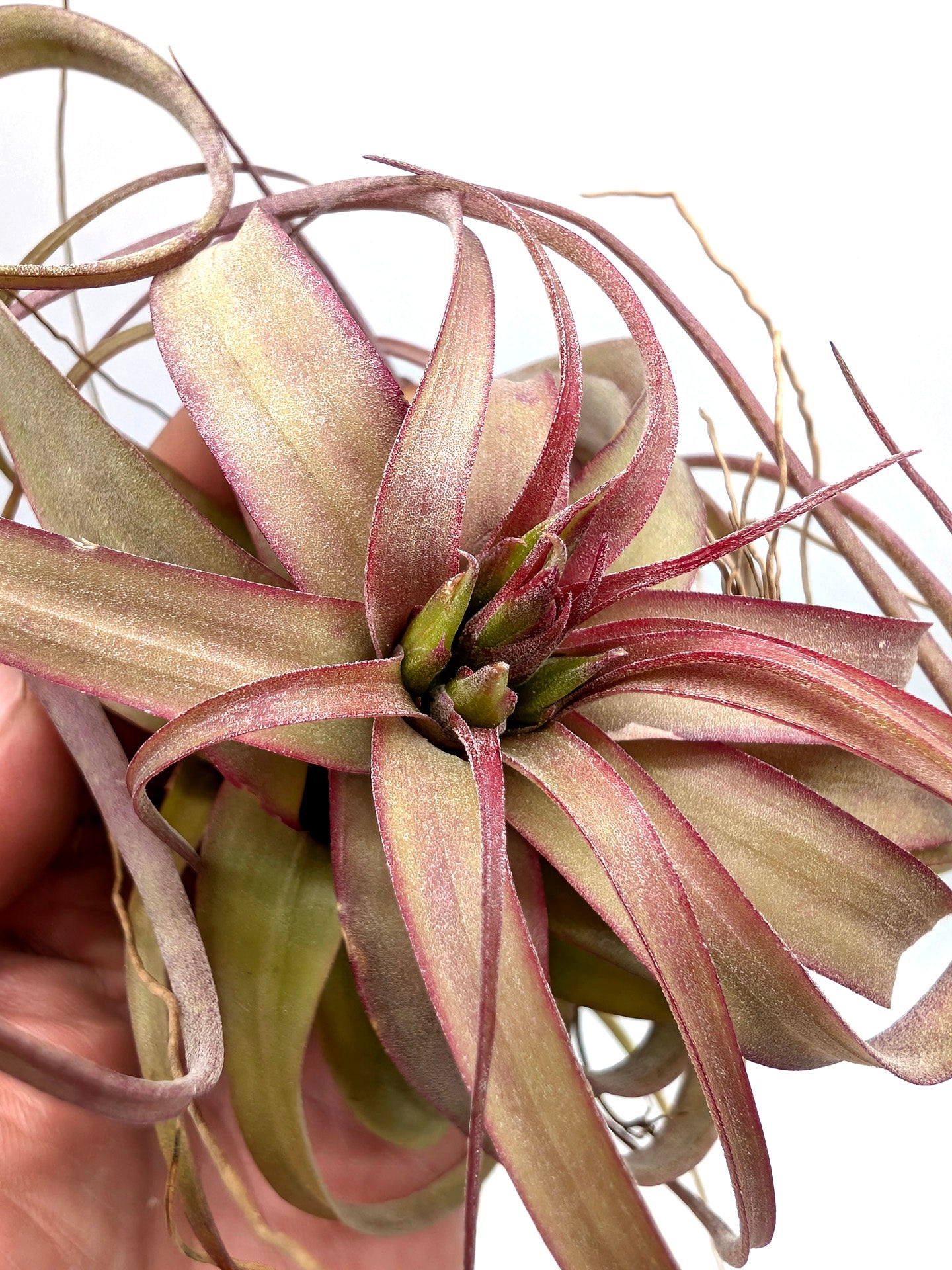 Tillandsia Eric Knobloch Large Size