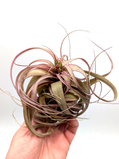 Tillandsia Eric Knobloch Large Size