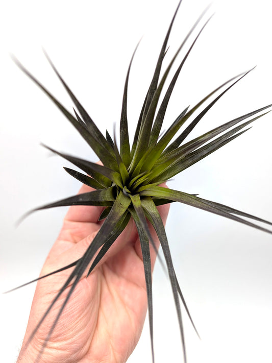 Tillandsia fasciculata