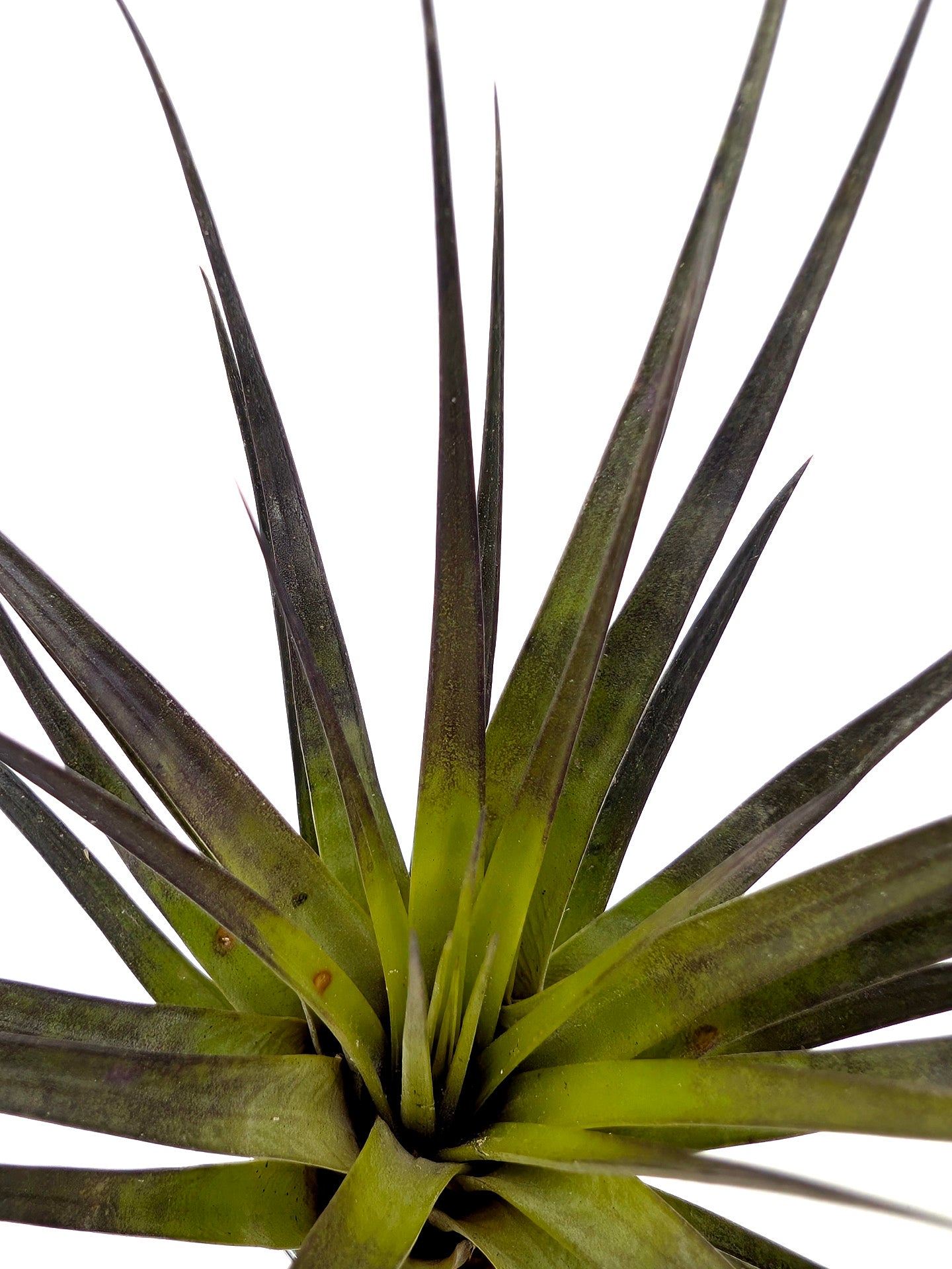 Tillandsia fasciculata