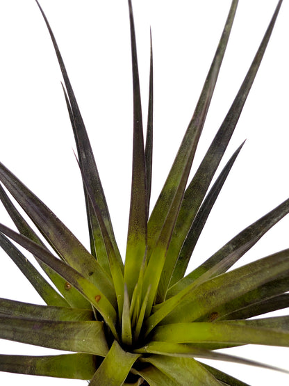 Tillandsia fasciculata