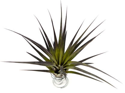 Tillandsia fasciculata