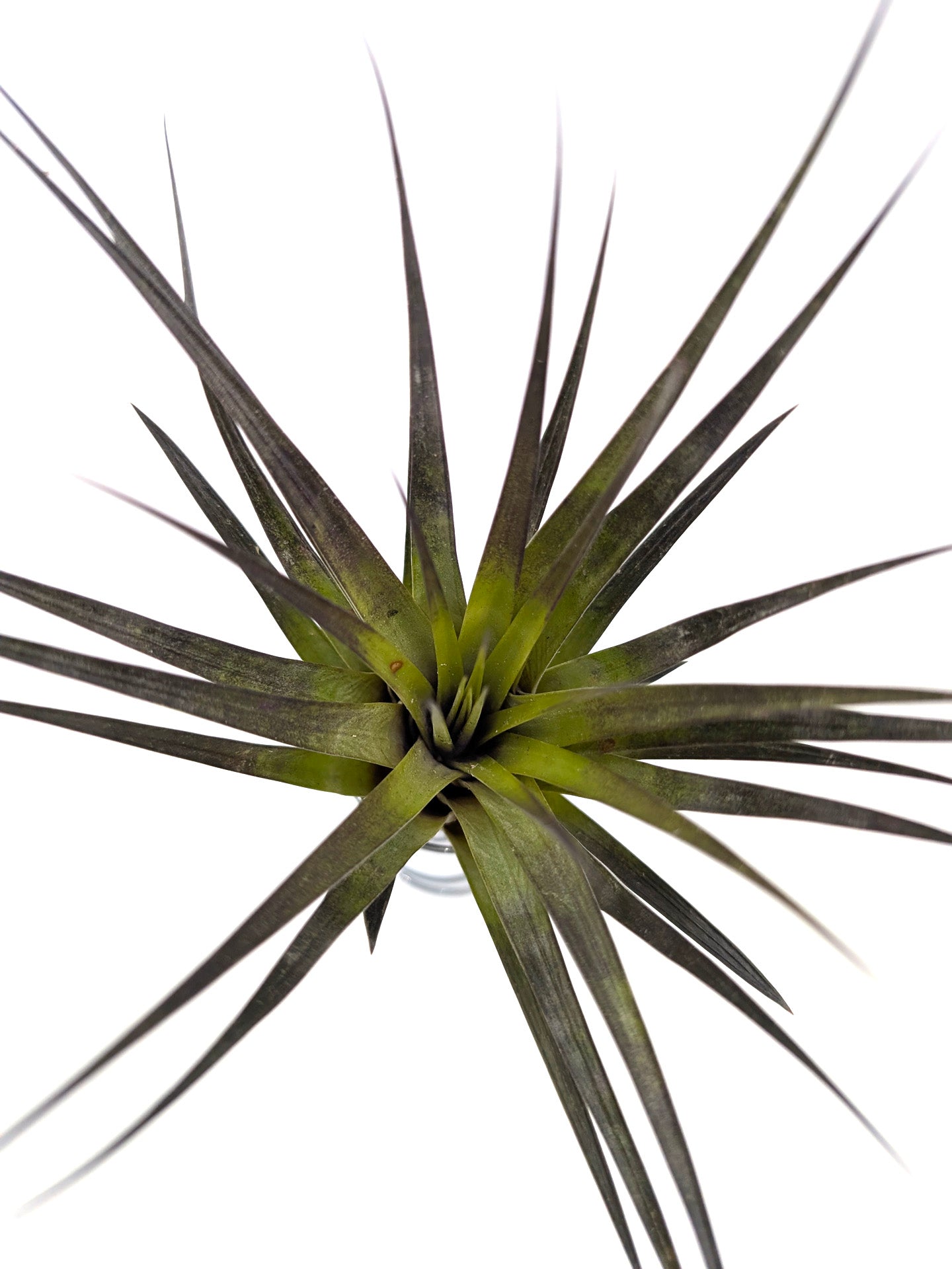 Tillandsia fasciculata