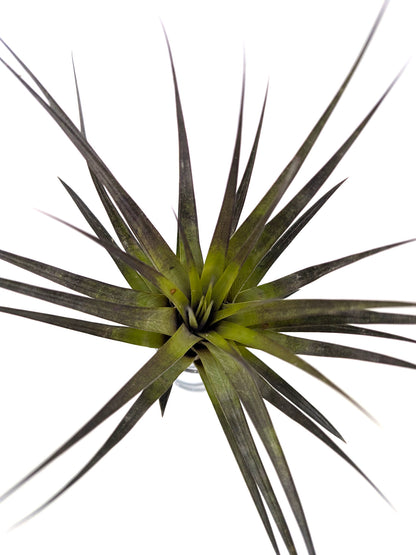 Tillandsia fasciculata