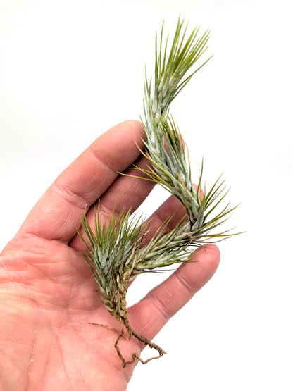 Tillandsia funckiana