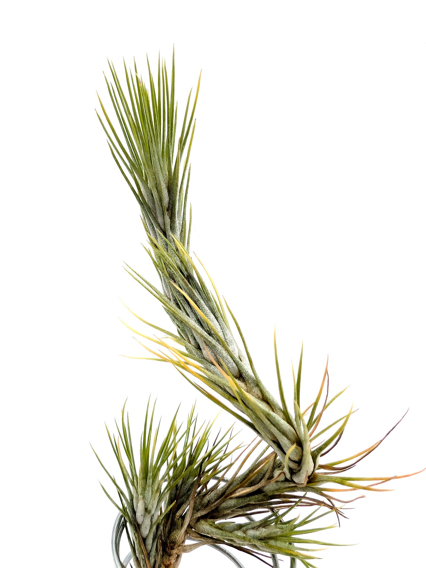Tillandsia funckiana