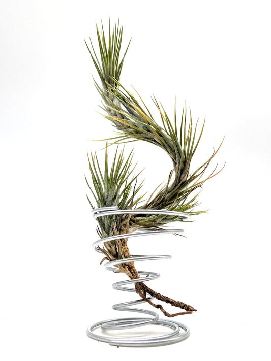 Tillandsia funckiana