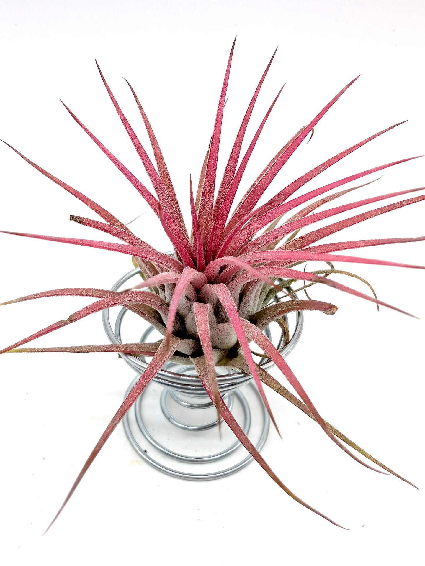 Tillandsia ionantha "Red"