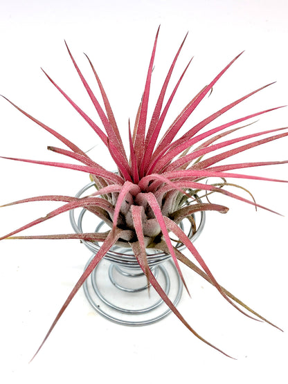 Tillandsia ionantha "Red"