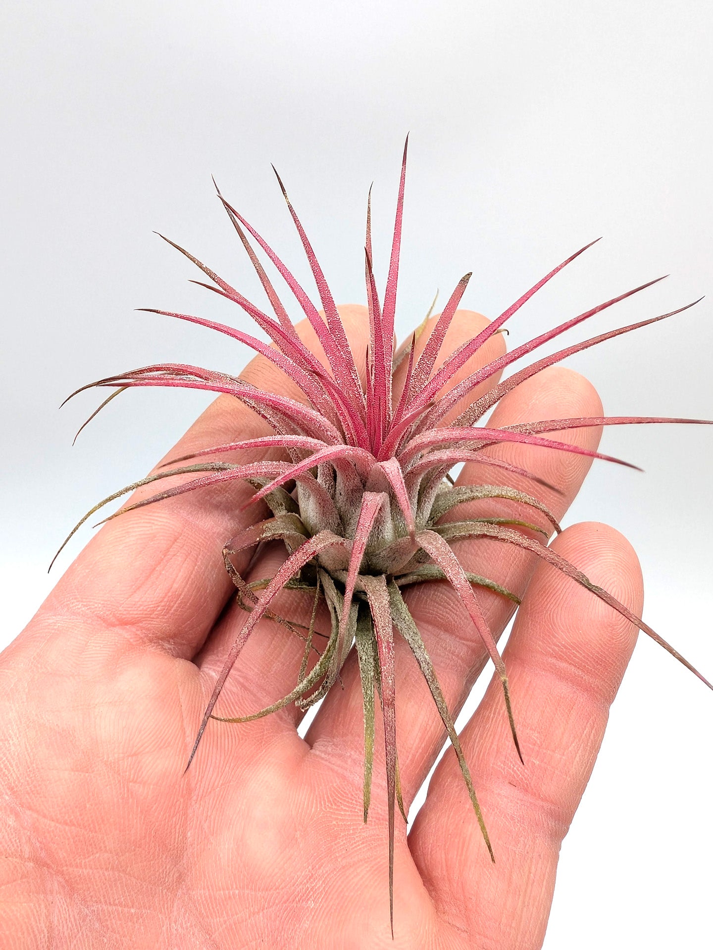 Tillandsia ionantha "Red"