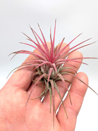 Tillandsia ionantha "Red"